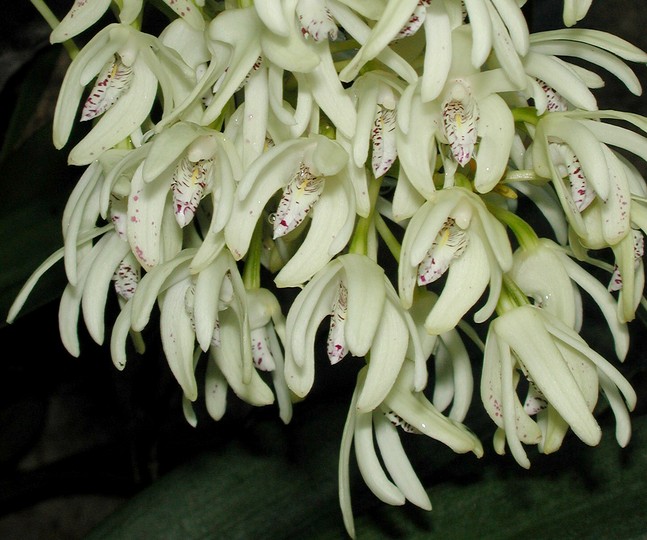 Dendrobium speciosum