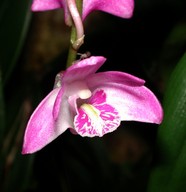 Dendrobium kingianum