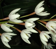 Dendrobium speciosum