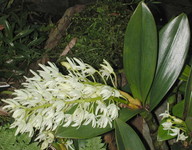 Dendrobium speciosum