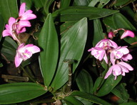 Dendrobium kingianum