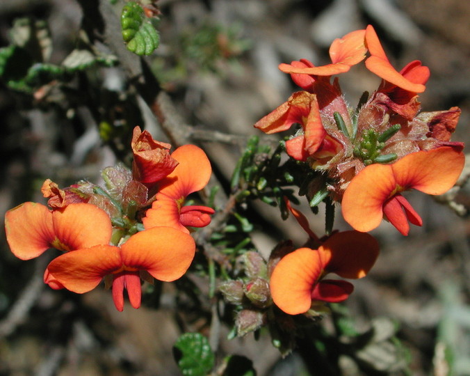 Dillwynia sericea