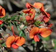 Dillwynia sericea