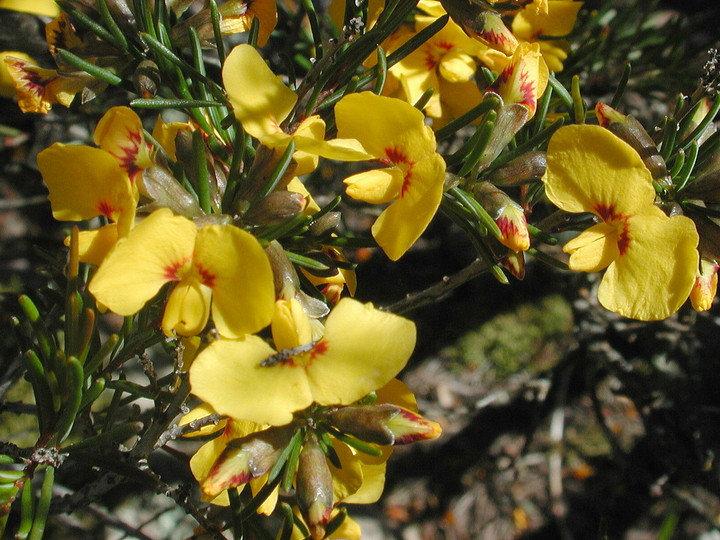 Dillwynia glaberrima