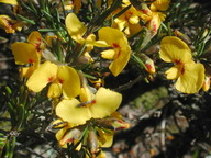 Dillwynia glaberrima