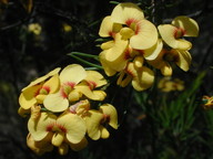 Dillwynia glaberrima