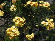 Dillwynia glaberrima