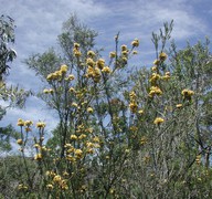 Dillwynia glaberrima