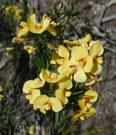 Dillwynia glaberrima