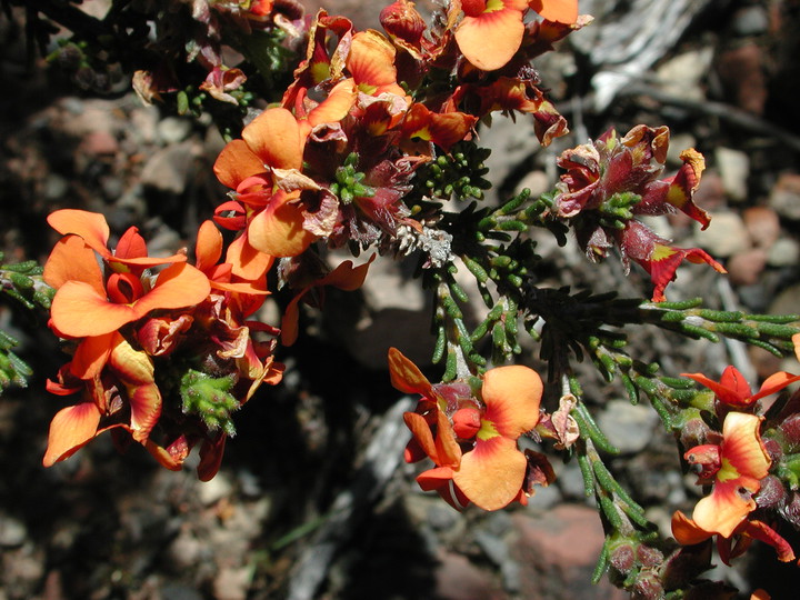 Dillwynia hispida