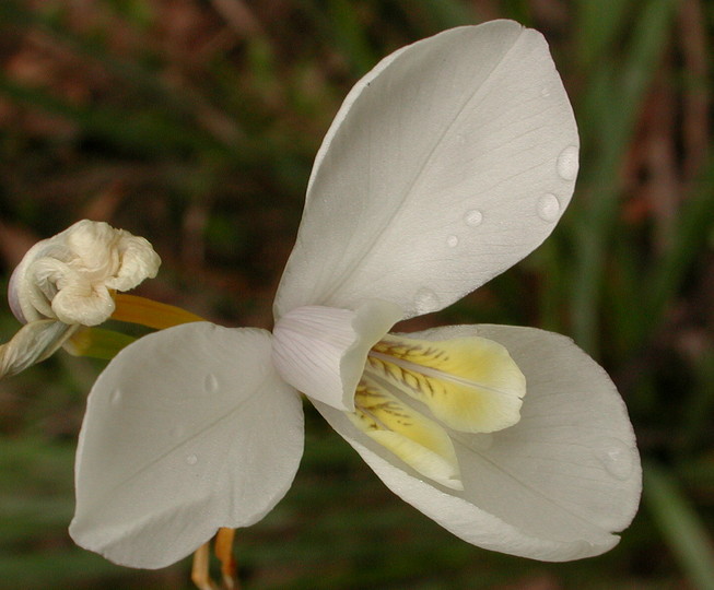 Diplarrena moraea