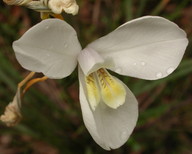 Diplarrena moraea