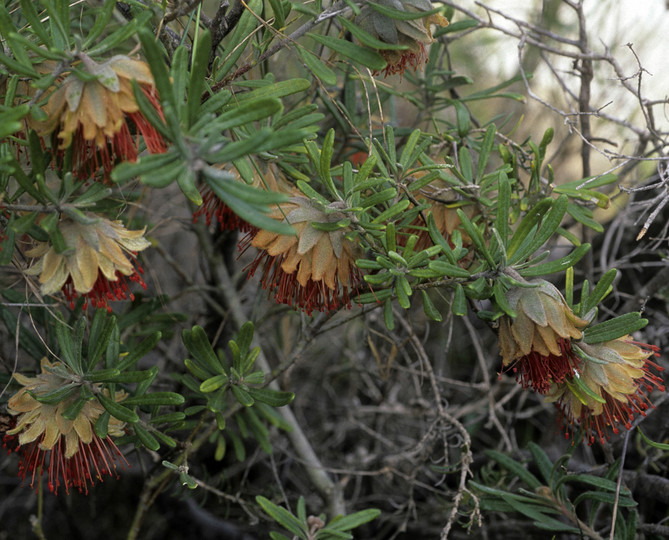 Diplolaena angustifolia