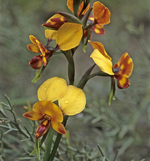 Diuris longifolia