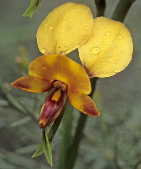 Diuris longifolia