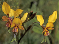 Diuris longifolia