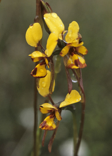 Diuris laxiflora