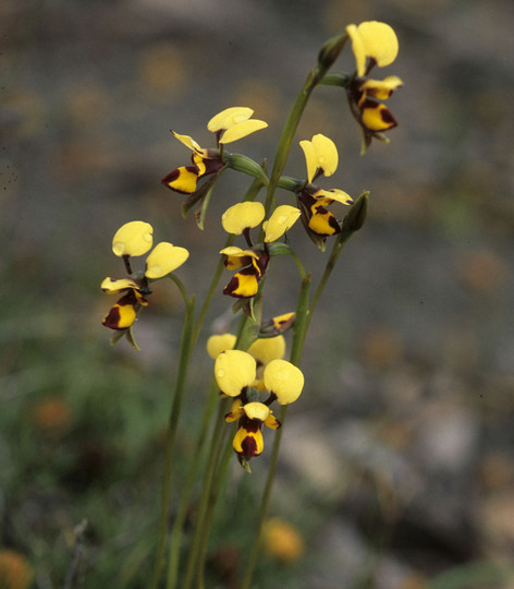 Diuris laxiflora