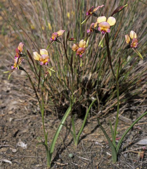 Diuris corymbosa