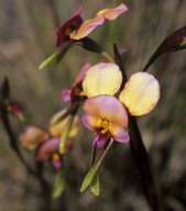 Diuris corymbosa