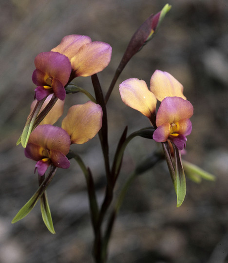 Diuris corymbosa