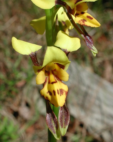 Diuris sulphurea