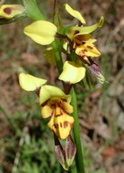 Diuris sulphurea