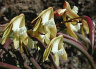 Dockrillia striolata