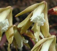 Dockrillia striolata