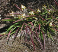 Dockrillia striolata