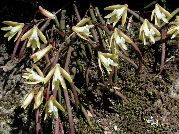 Dockrillia striolata