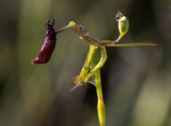 Drakaea elastica