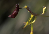 Drakaea elastica