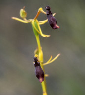 Drakaea elastica