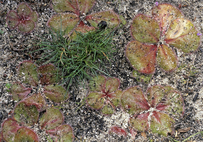 Drosera erythrorhiza