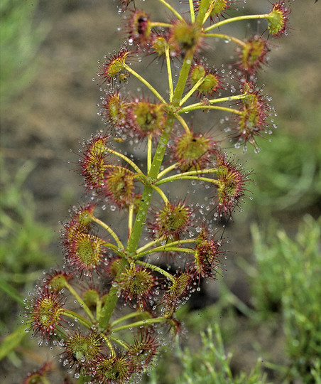 Drosera stolonifera