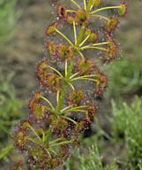 Drosera stolonifera