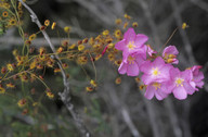 Drosera menziesii