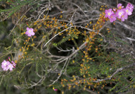 Drosera menziesii