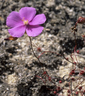 Drosera menziesii