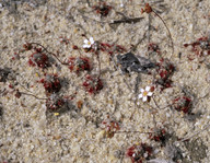 Drosera sp.