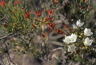 Drosera pallida