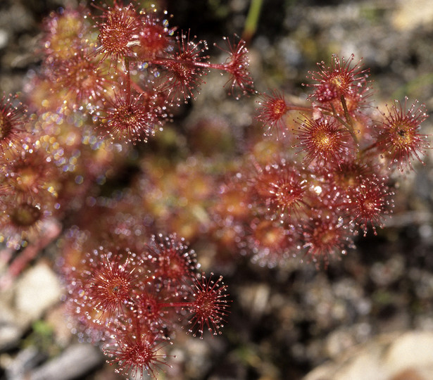 Drosera stolonifera