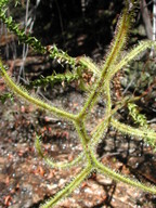 Drosera binata