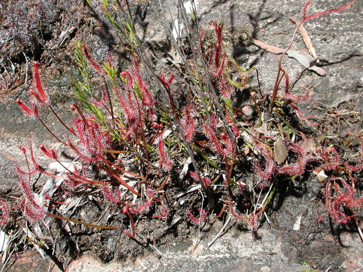 Drosera binata