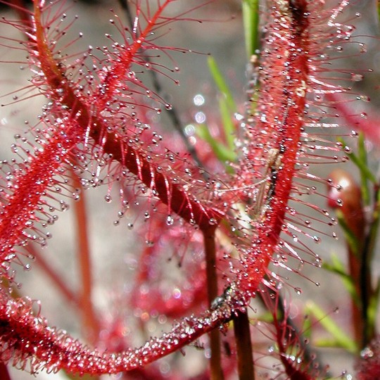 Drosera binata