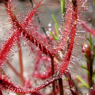 Drosera binata