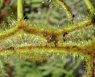 Drosera binata