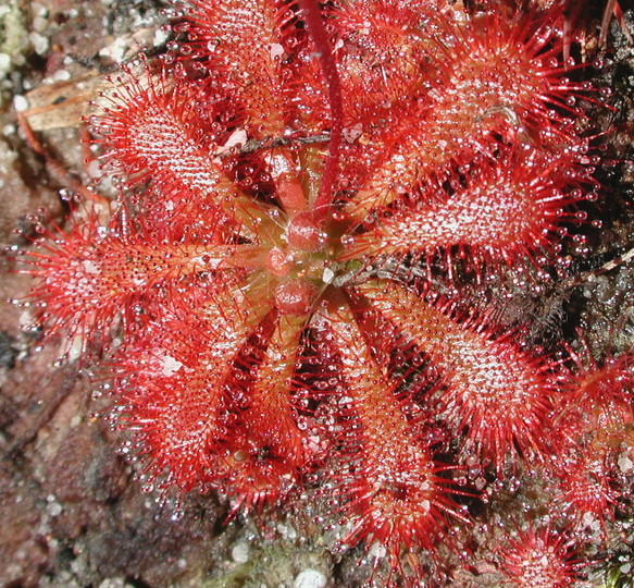 Drosera spathulata