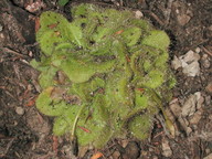 Drosera glanduligera?